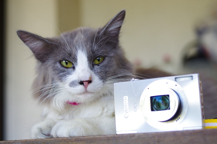 IXY史上最も美しいオールドコンデジ Canon IXY3 【愛しの猫撮影レビュー】