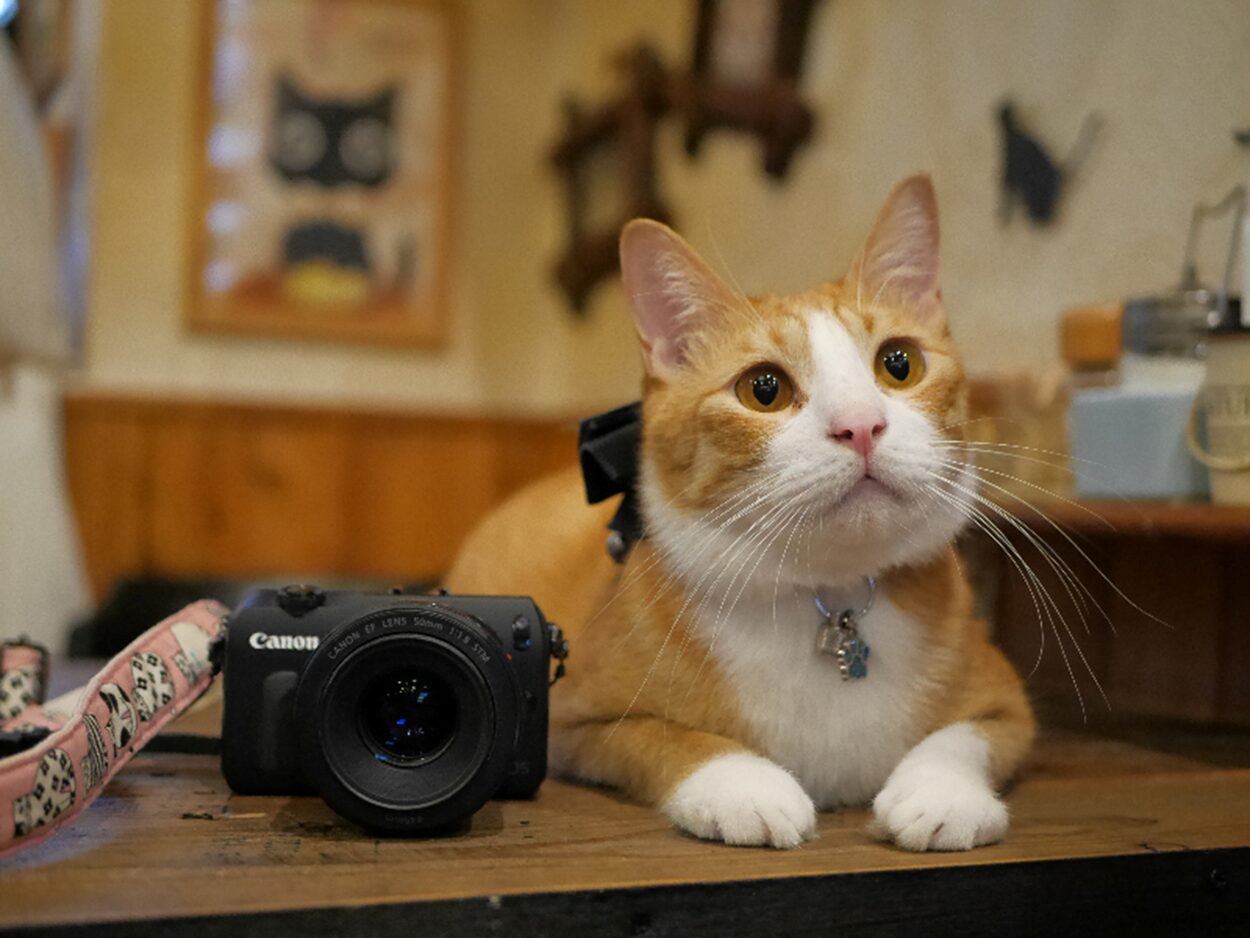 発売から12年経っても綺麗に写るデジカメ キヤノンEOS M【東大阪の猫