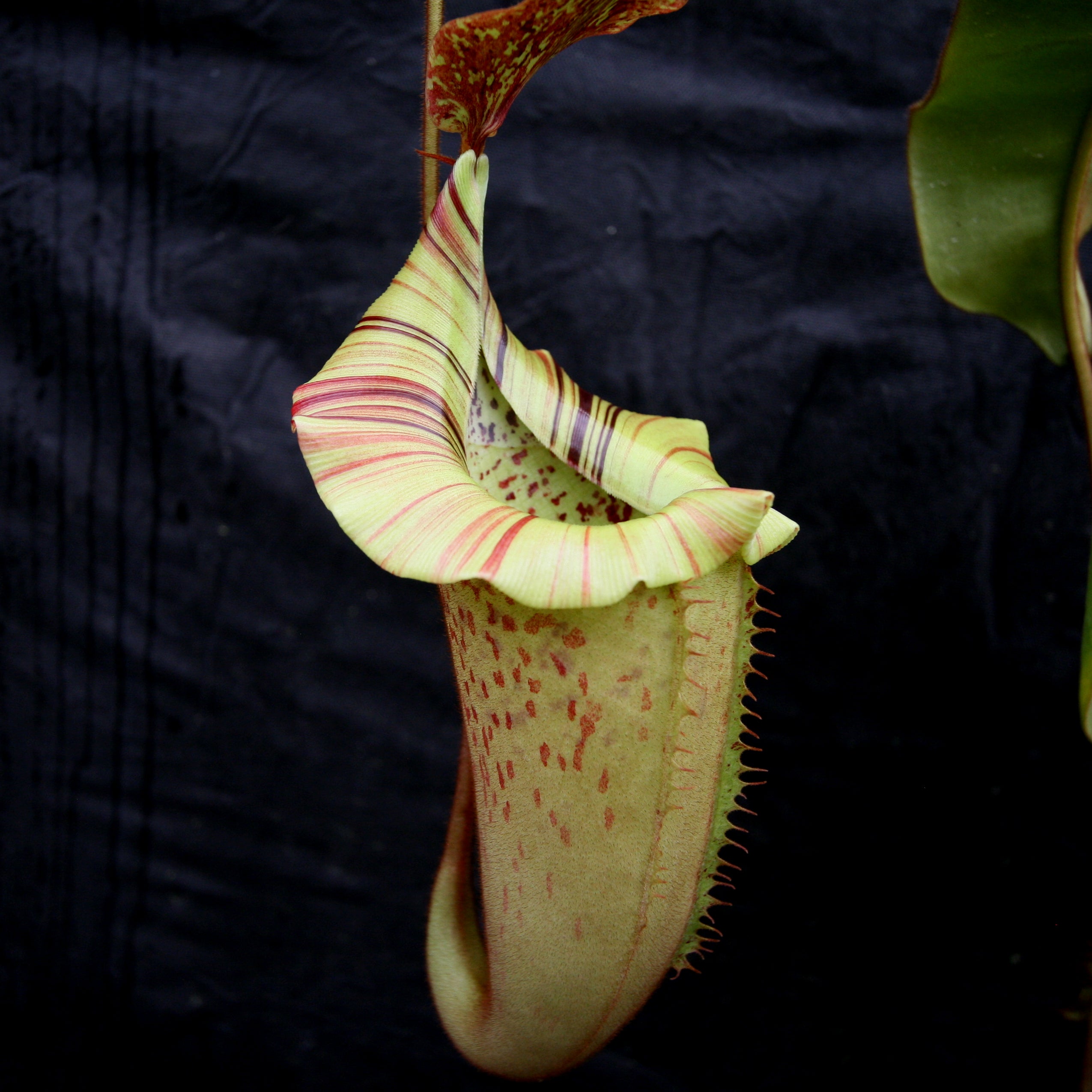 Nepenthes veitchii 