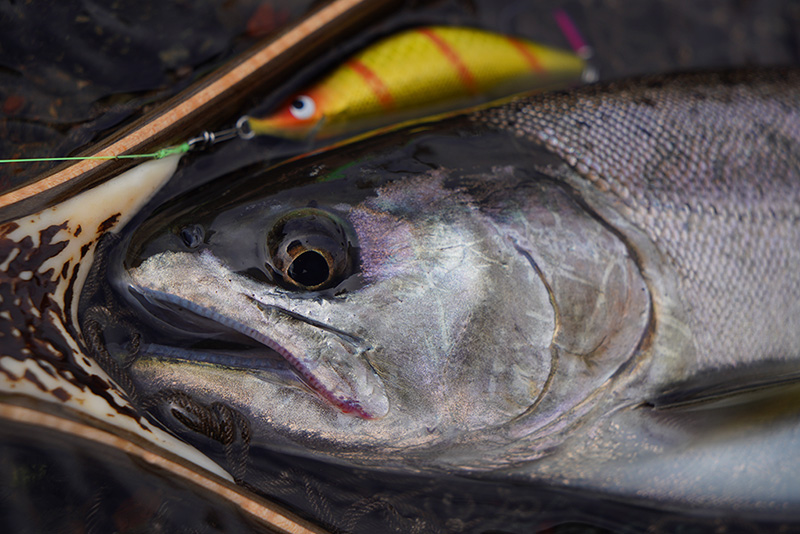 Casket カスケット｜トラウト、バス、ソルトルアー専門店｜通販可能｜