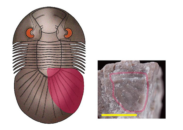館長コラム 「こんな化石も展示しています」第6回 ー三葉虫その6
