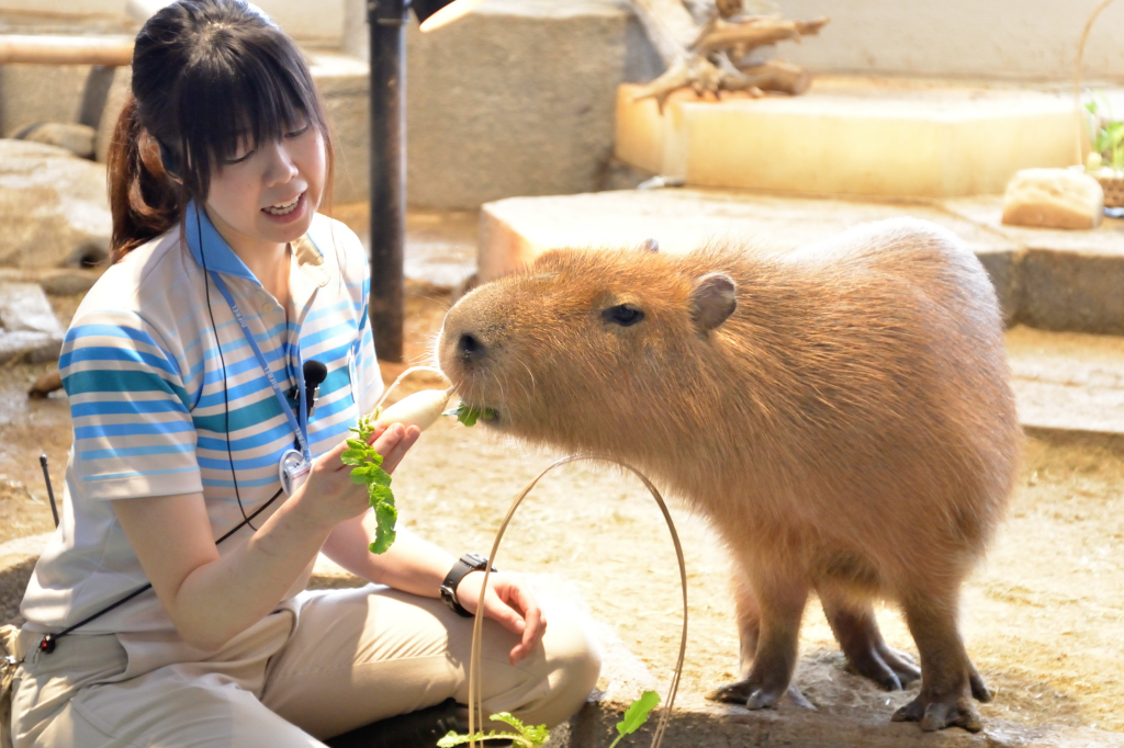 SNSの女王!?ゆるふわ＆わがままで大人気な ラッコの写真集「#ラッコの