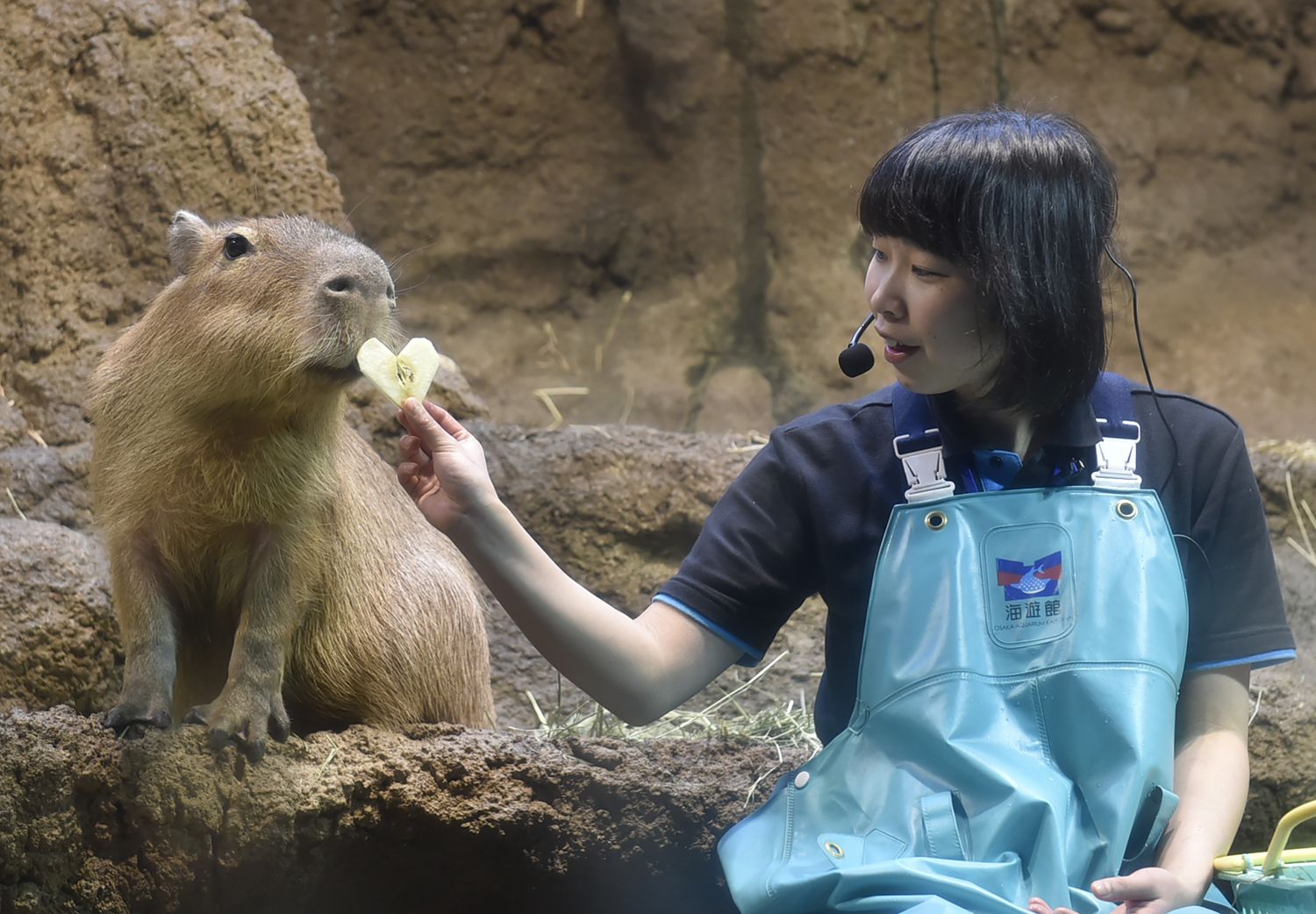 SNSの女王!?ゆるふわ＆わがままで大人気な ラッコの写真集「#ラッコの