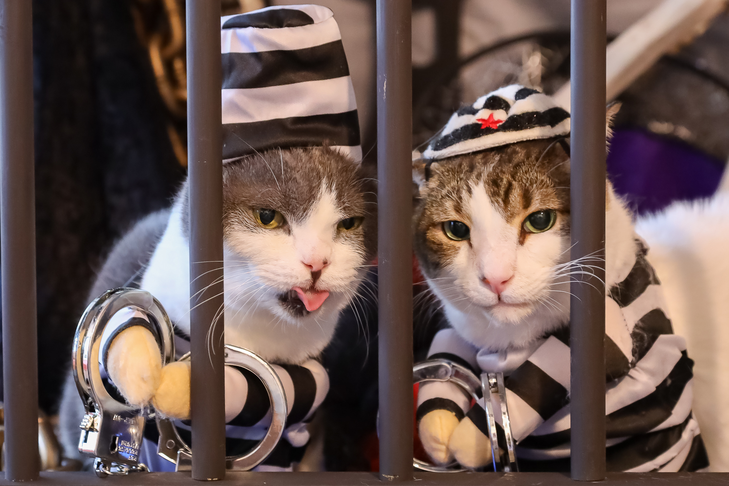 令和初！猫カフェ 猫家のハロウィン限定イベント ディズニーランド