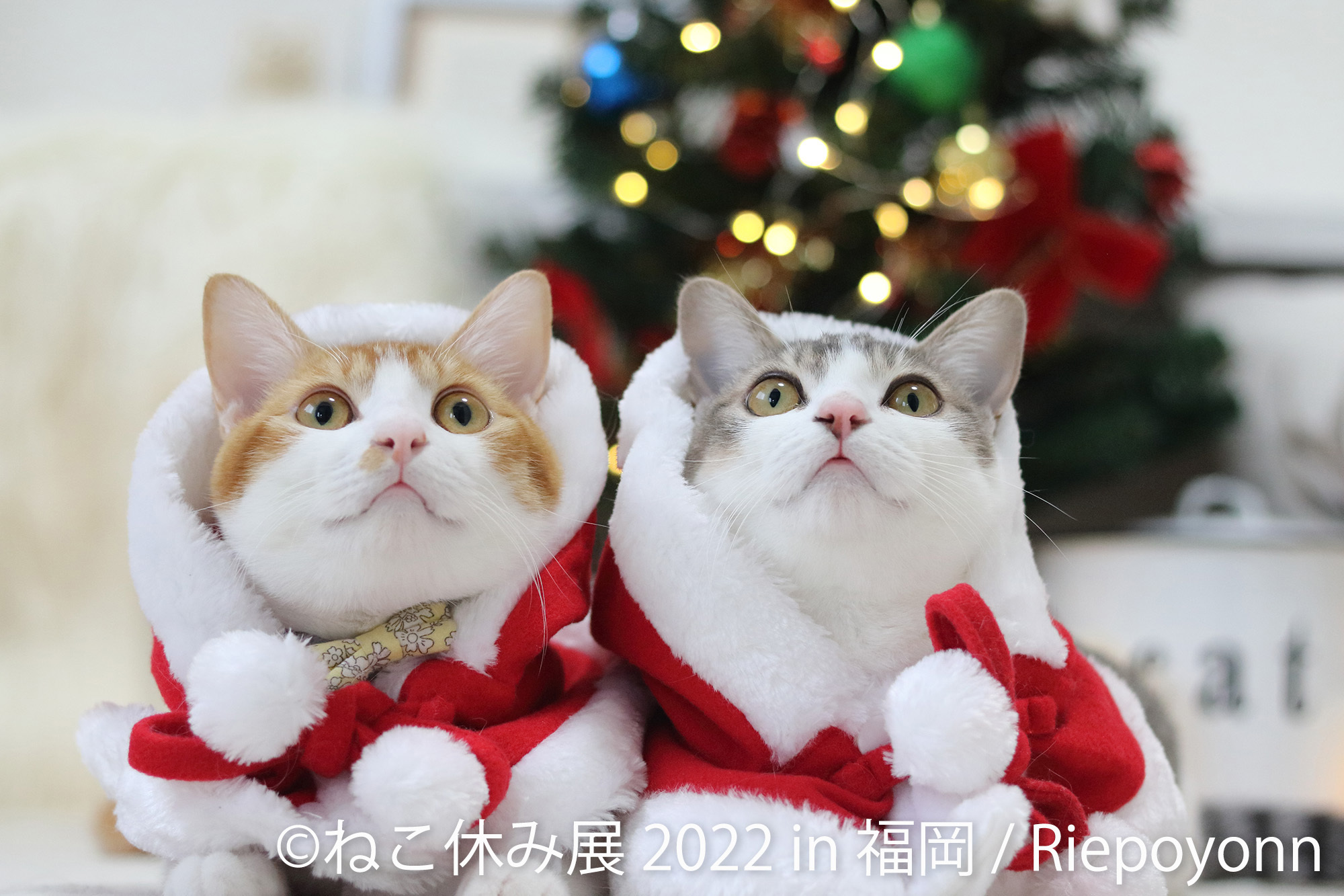 福岡上陸！クリスマス☆年末年始は新作“ねこまみれ”の世界へ 「ねこ