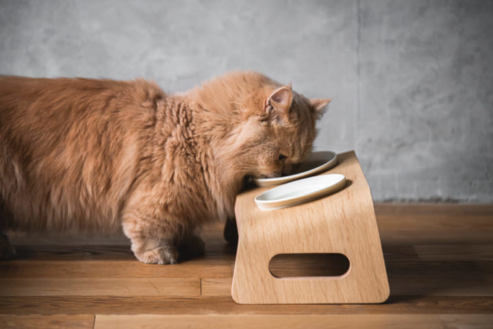 猫用木製家具ブランド「KARIMOKU CAT」に 猫が楽に食事できるテーブル