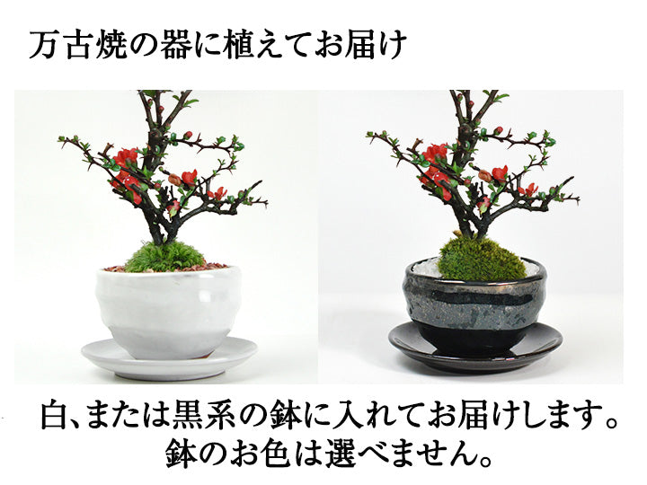 母の日の花盆栽 ミニ長寿梅 樹齢3年 万古焼鉢｜プレゼントに盆栽妙