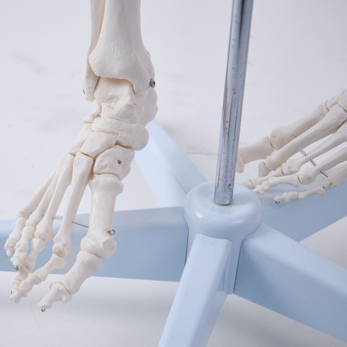 全身骨格模型 等身大（キャスター付き）の卸・通販 | ビューティガレージ
