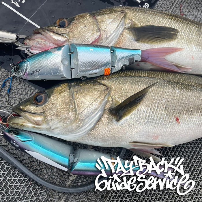 DRT クラッシュ ゴースト バックラッシュ別注カラー「N・F chrome