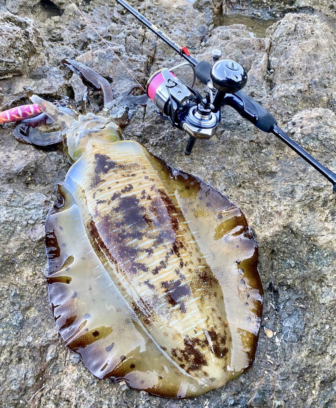 ラーテル77MH 】 | BLACKLION(ブラックライオン)公式サイト | エギング