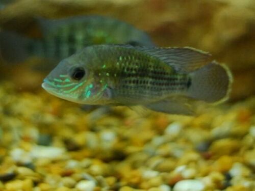 BEAUTIFUL GREEN TERROR CICHLID 1.5