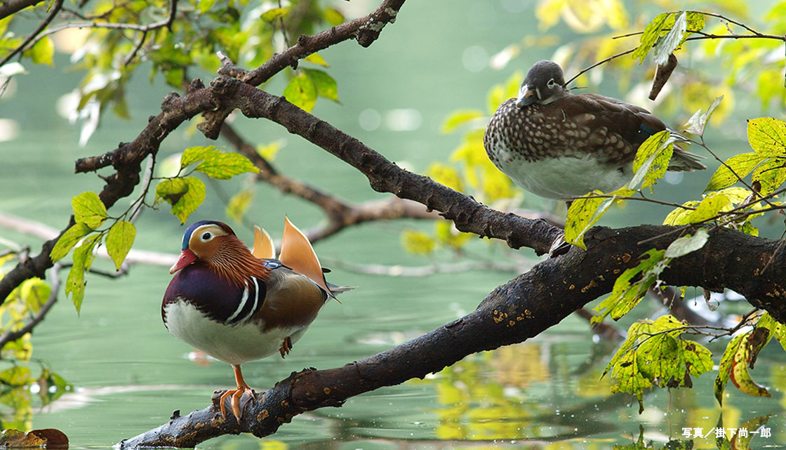 バードウォッチングに出かけよう – BIRD FAN （日本野鳥の会）