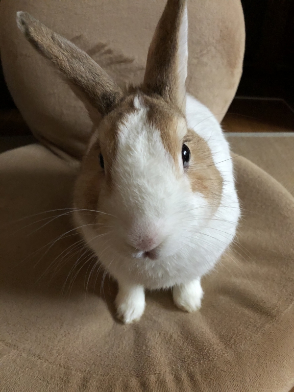 なんですか？の顔（うさぎ：ミックス）Small Animal Life｜うさぎ