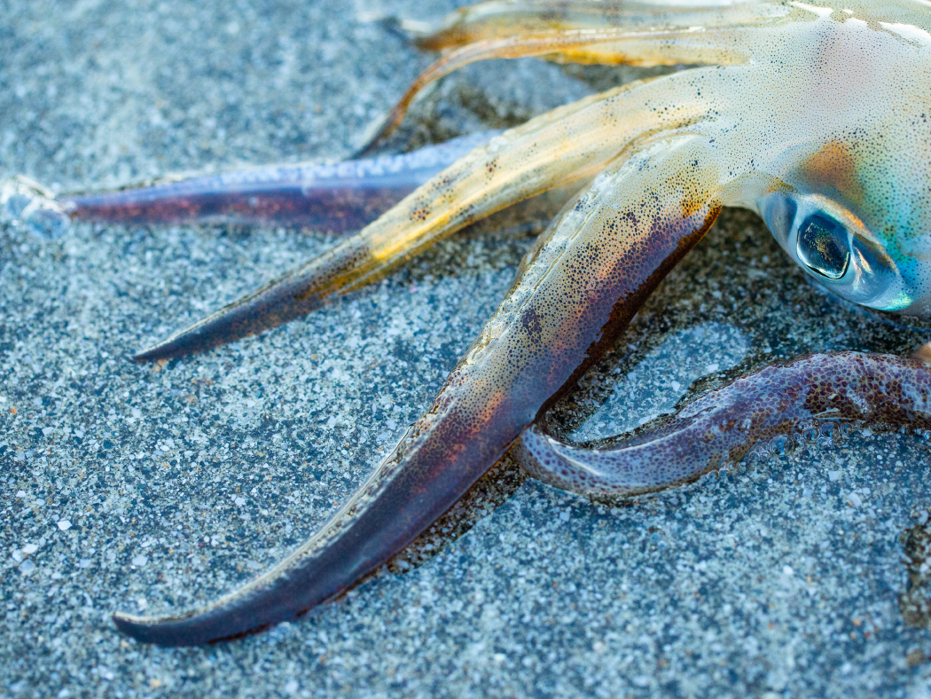 ラグゼ EG X アルティメイト | がまかつ