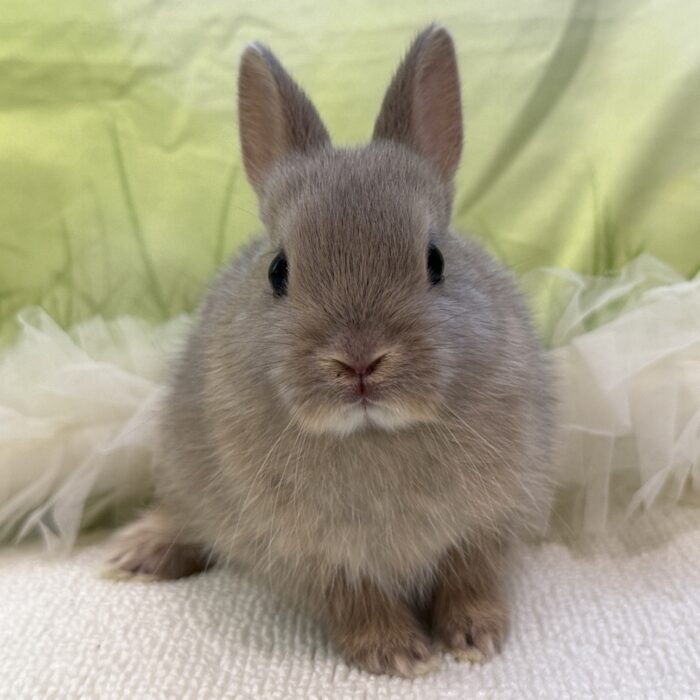 さいたま 東大宮のうさぎ専門店 DAN'S HOUSE｜健康で可愛いうさぎを