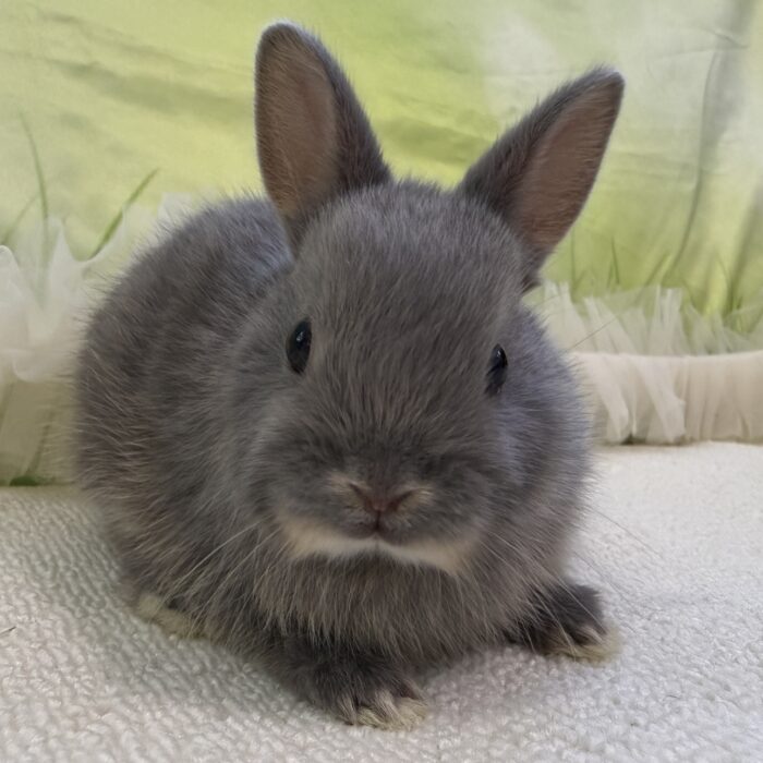 さいたま 東大宮のうさぎ専門店 DAN'S HOUSE｜健康で可愛いうさぎを