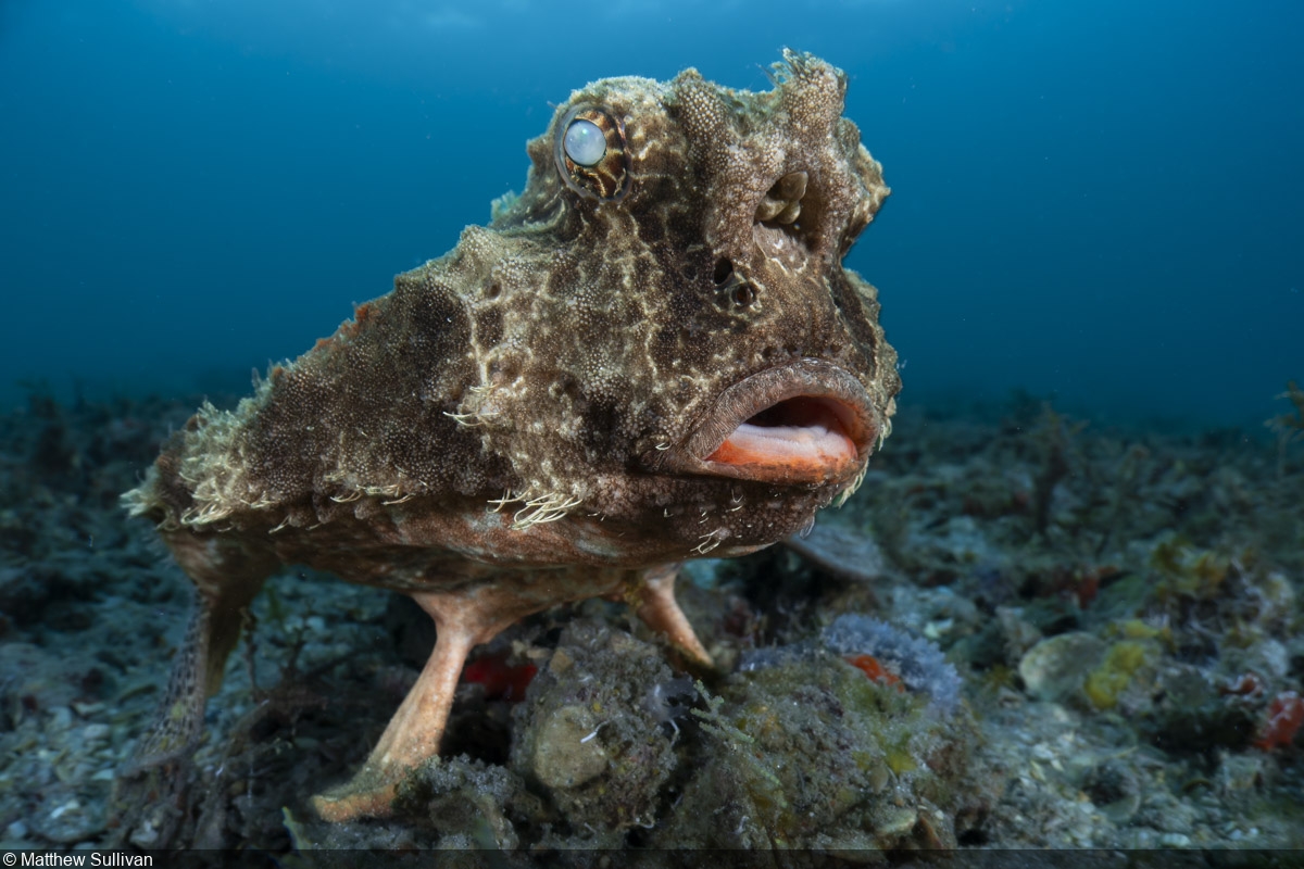 Review of the Kraken Sports KR-S160 Strobe