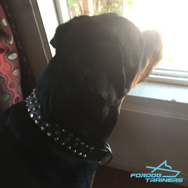 Milo Rottweiler in Fashionable Leather Dog Collar with Pyramids