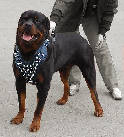 Spike-rottweiler-harness-usa-