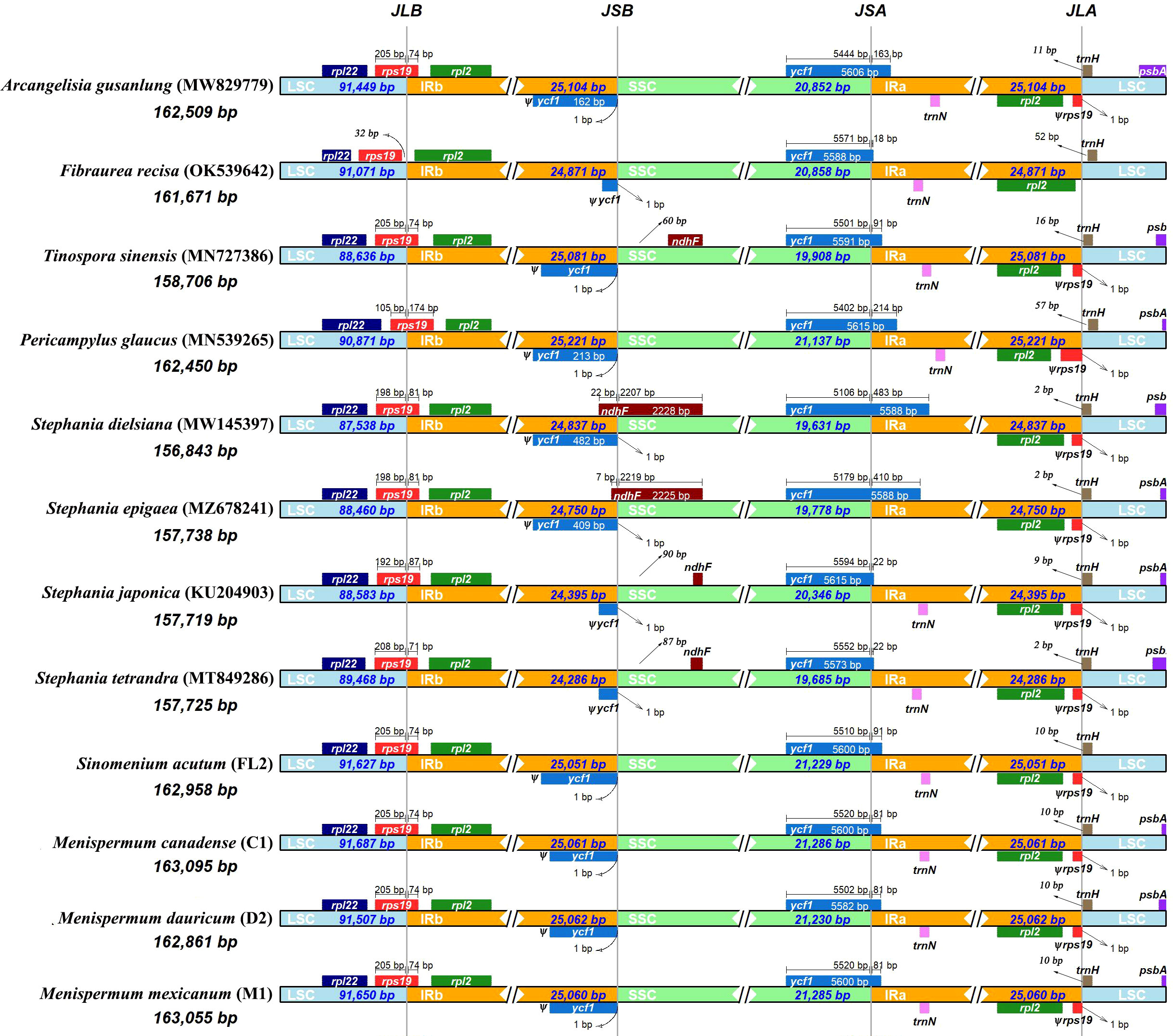 Frontiers | Phylogenomics and phylogeography of Menispermum