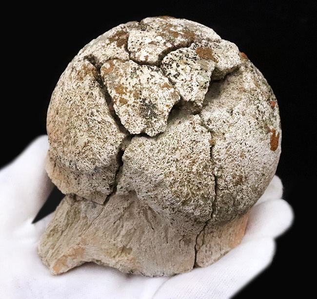 トリケラトプス（Triceratops horridus）の化石コレクター必見！一体