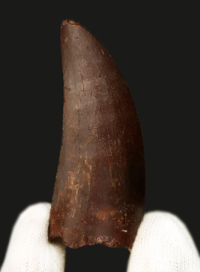 自然が創り出した造形美！サイズ、状態、フォルムが揃った