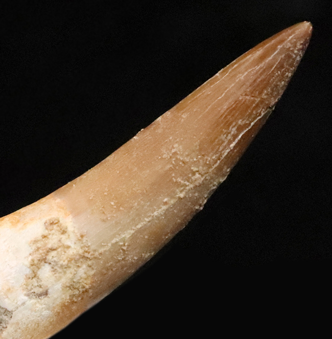 エナメル質の保存状態抜群＆先端まで残る美品！モロッコ産の首長竜