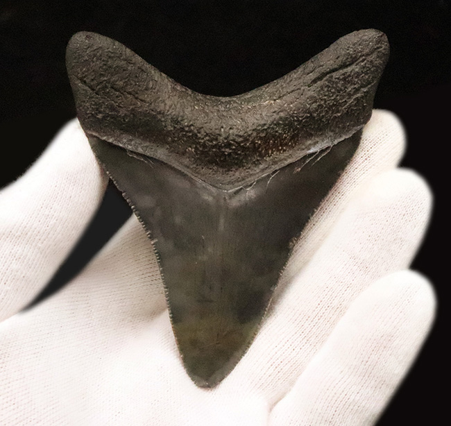 非常に美しいエナメル質を保つ 上質なメガロドン（Otodus megalodon