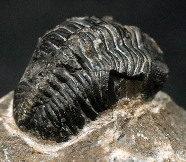 モロッコ・ハイアトラス南東部、アルニフで見つかった三葉虫