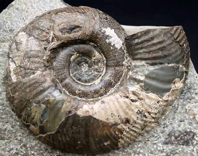 母岩との一体感が素晴らしい！北海道産の白亜紀後期のアンモナイト