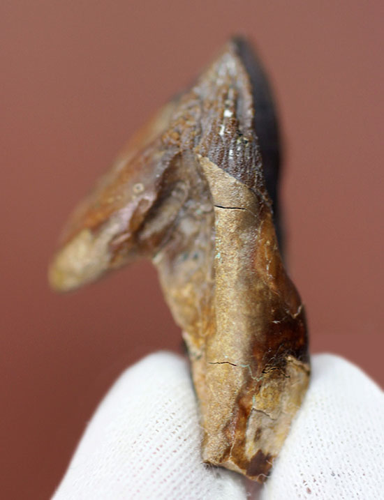 久々に登場！ダブルルートを有するトリケラトプス（Triceratops）の歯