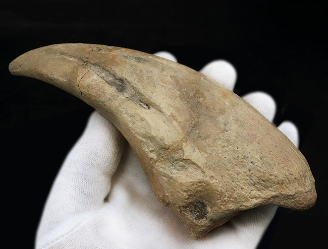 これぞ博物館級！モンスターサイズ！至極のコレクション！西アフリカ