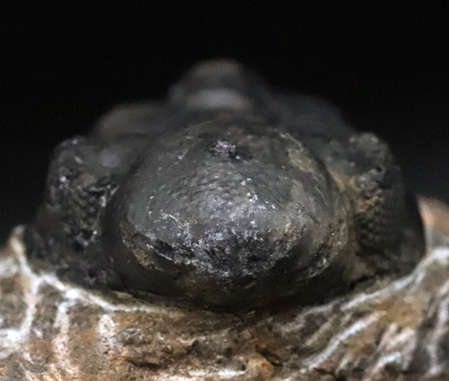 モロッコ・アルニフのデボン紀地層から発見された三葉虫、ファコプス