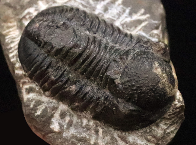 モロッコ・デボン紀の地層から採集された、愛らしい三葉虫、ゲラストス