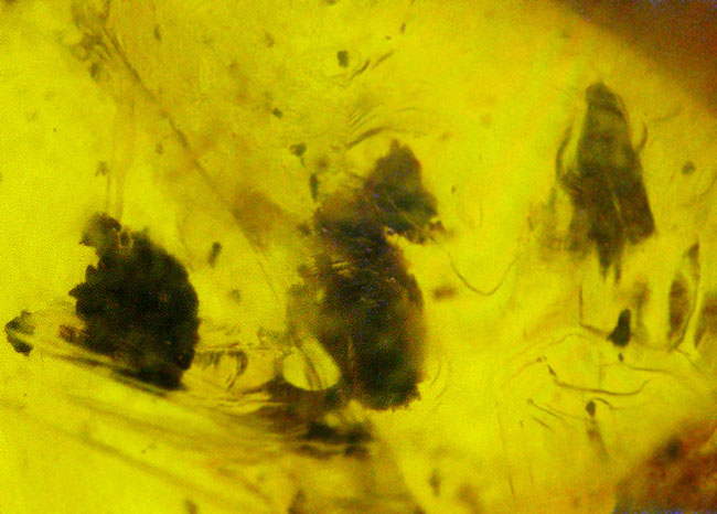 映画『ジュラシック・パーク』で話題に……ドミニカ産 虫入り琥珀（amber