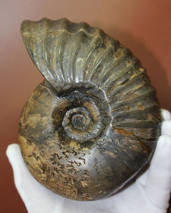 素晴らしい良形！北海道羽幌川上流域で採集されたアンモナイト