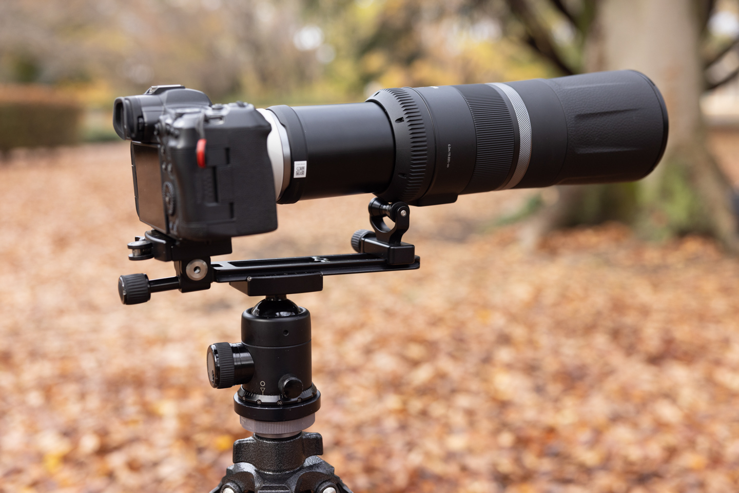 キヤノン RF800mm F11 IS STM レビュー｜超望遠で見える別世界 | ShaSha