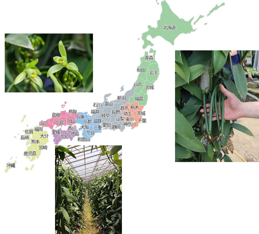 日本がバニラ産地に？｜国産バニラ栽培の可能性と地域ブランド化の未来