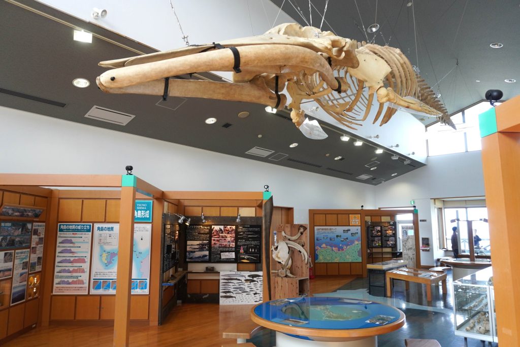 幻のクジラ「ツノシマクジラ」はどんなクジラ！？全身骨格標本が展示