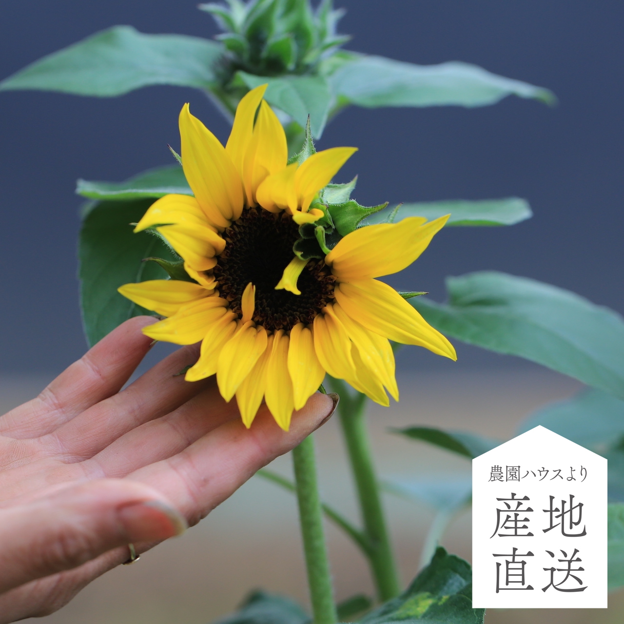 産地直送】秋田緑花農園のヒマワリ“サンフィニティ”［8寸ポット