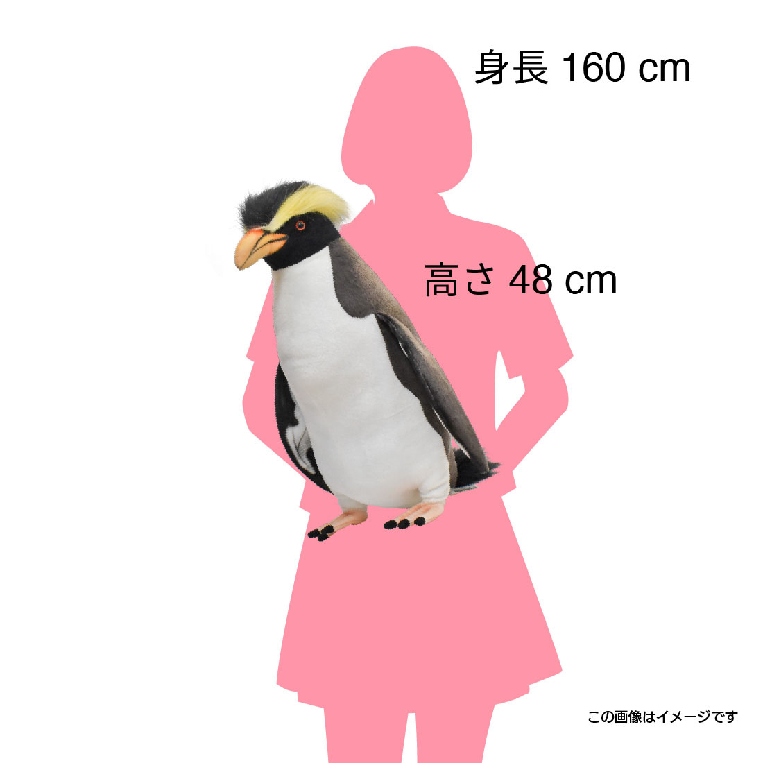 イワトビペンギン 50 | HANSA