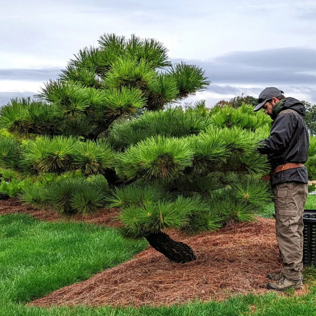 Ornamental Pine Trees For Sale | Handcrafted Japanese Pines Near
