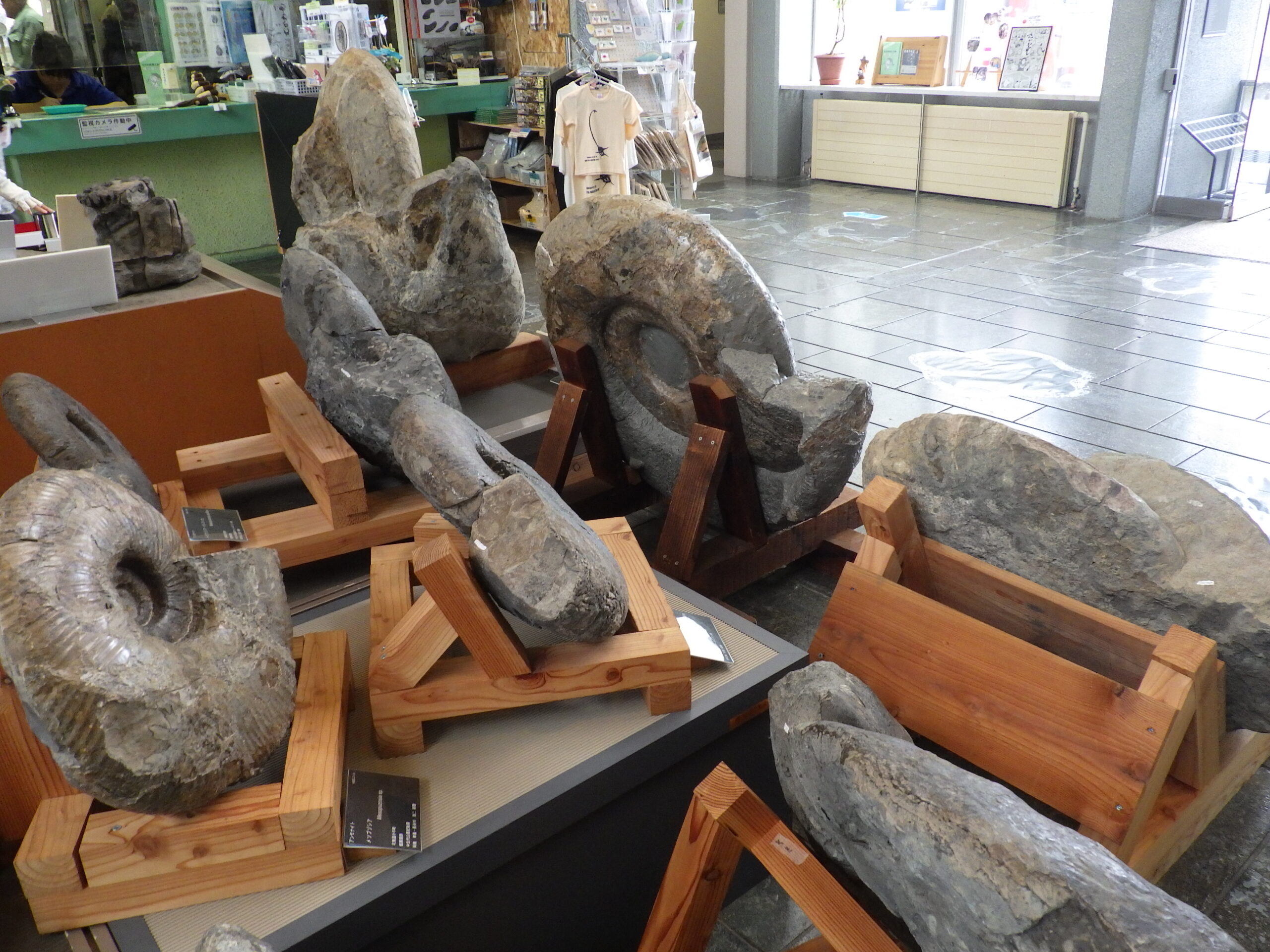 北海道アンモナイト化石、飾り棚に収納した12点＋資料4点＋おまけ2