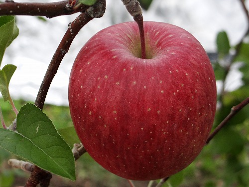 釈迦のりんご園 / 【数量限定・再販】サンふじ