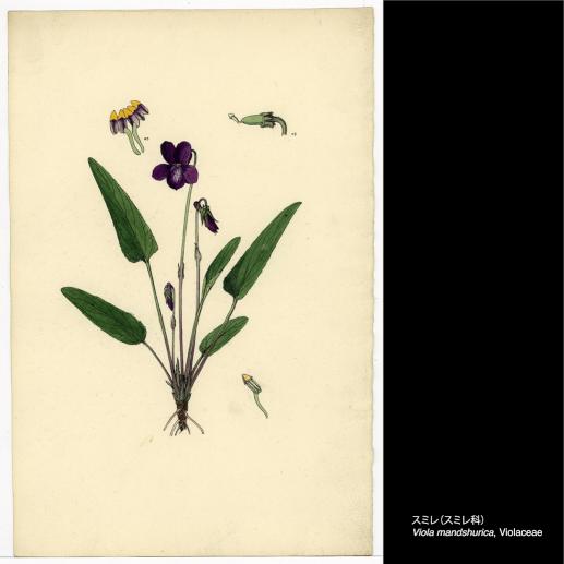 特別公開『東大植物学と植物画――牧野富太郎と山田壽雄