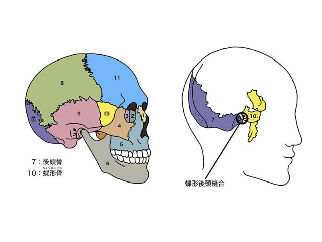 側弯症って何？ | 五十嵐ヒーリング整骨院