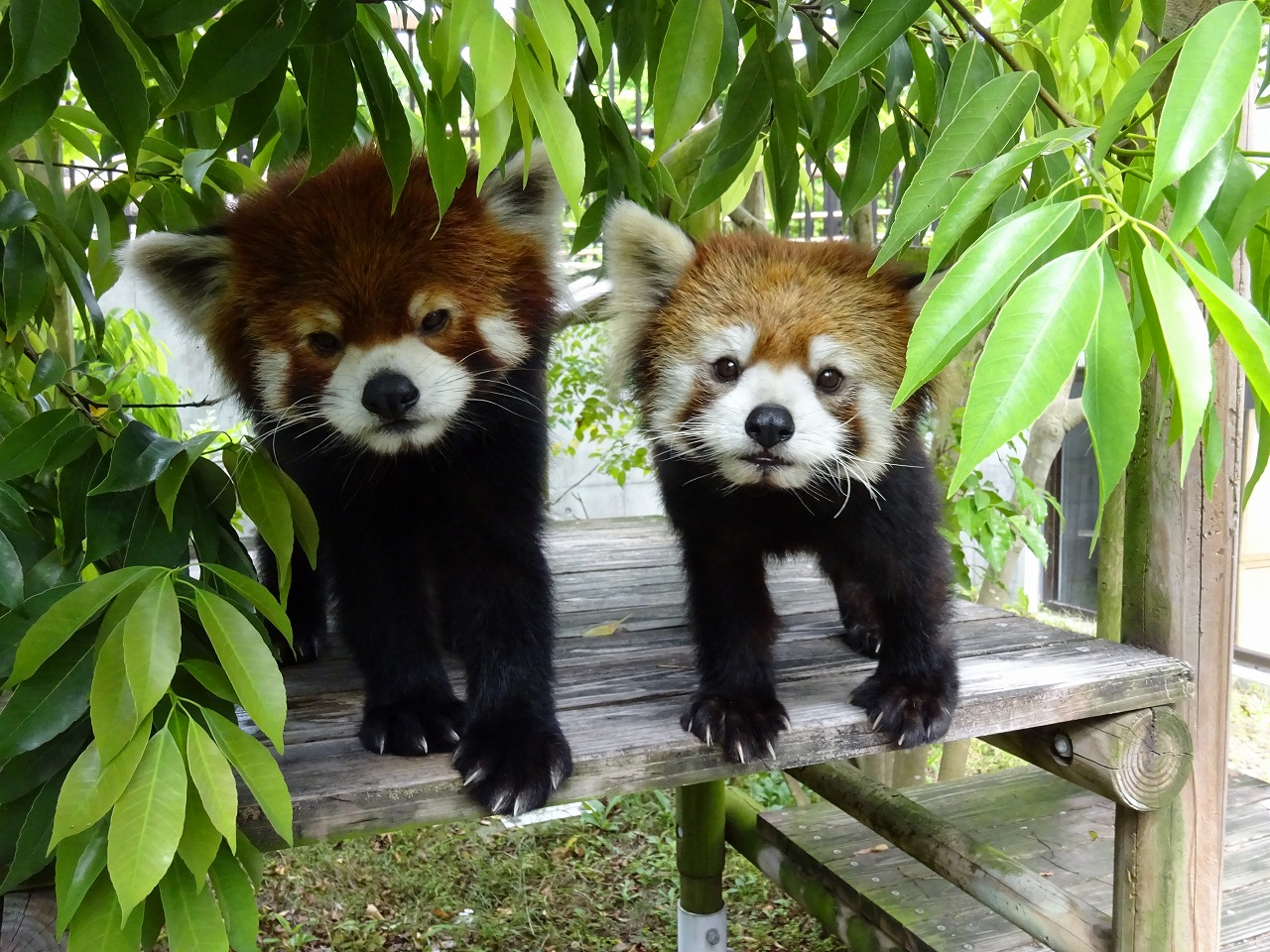 レッサーパンダ｜到津の動物たち｜到津の森公園