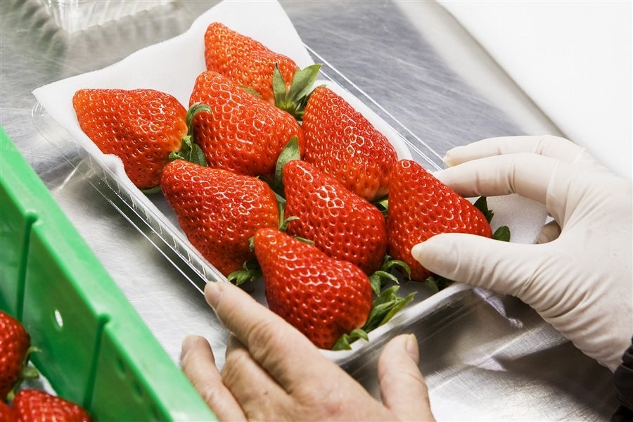 静岡いちご【紅ほっぺ・きらぴ香】食べ比べセット 各2パック（計4