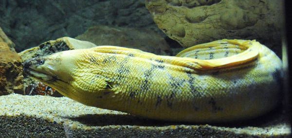 長崎県佐世保市の九十九島水族館（くじゅ…：世界と日本の「超常現象