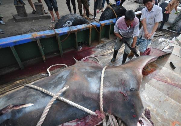中国浙江省台州市で漁…：巨大魚だらけの水族館2号館 川と海の主たち